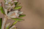 Dogtongue buckwheat